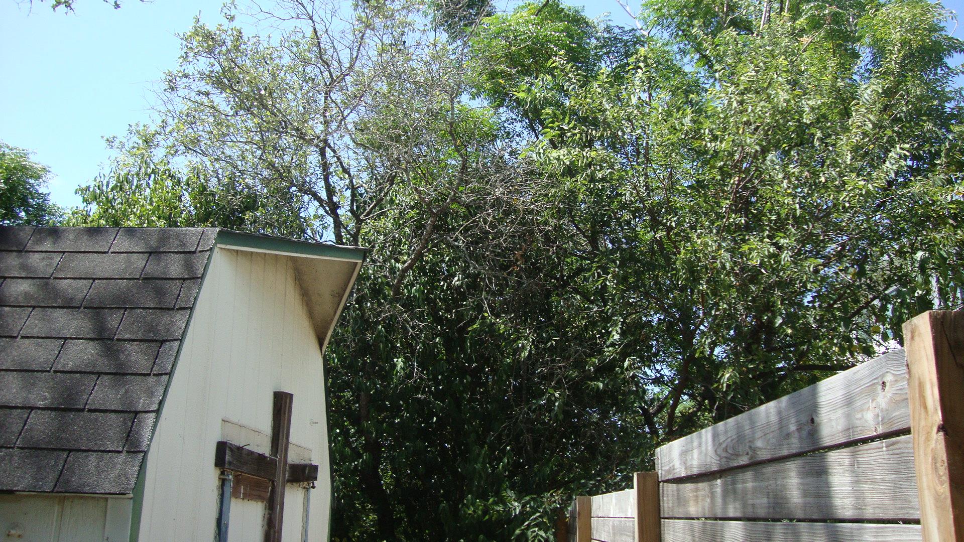 11004 Elm ST — photo 5