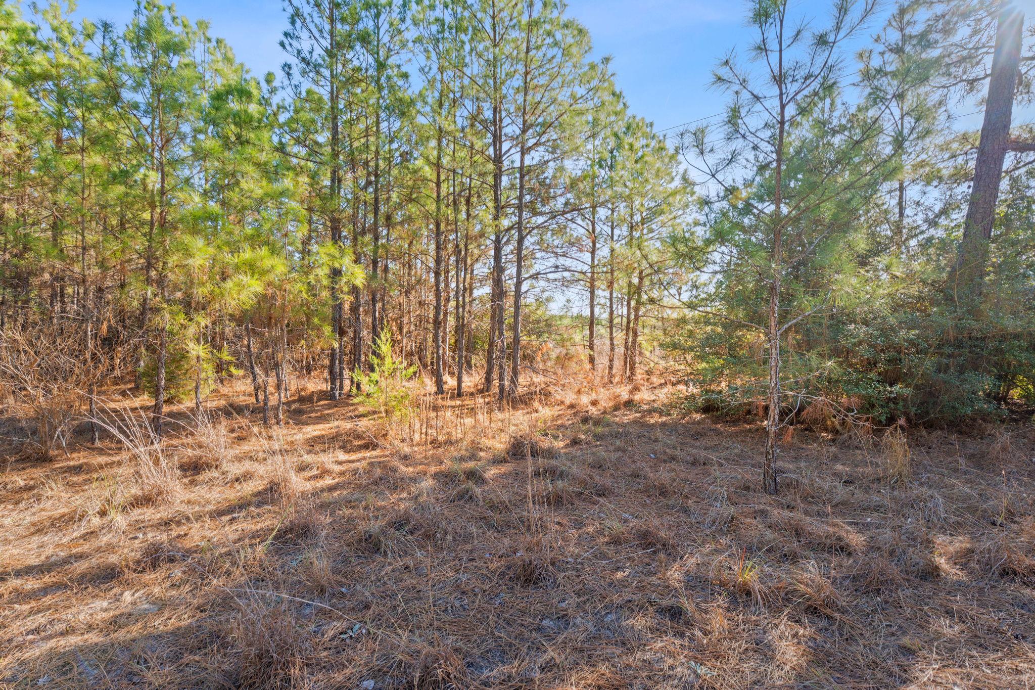 Lot 65 State Highway 21 — photo 5