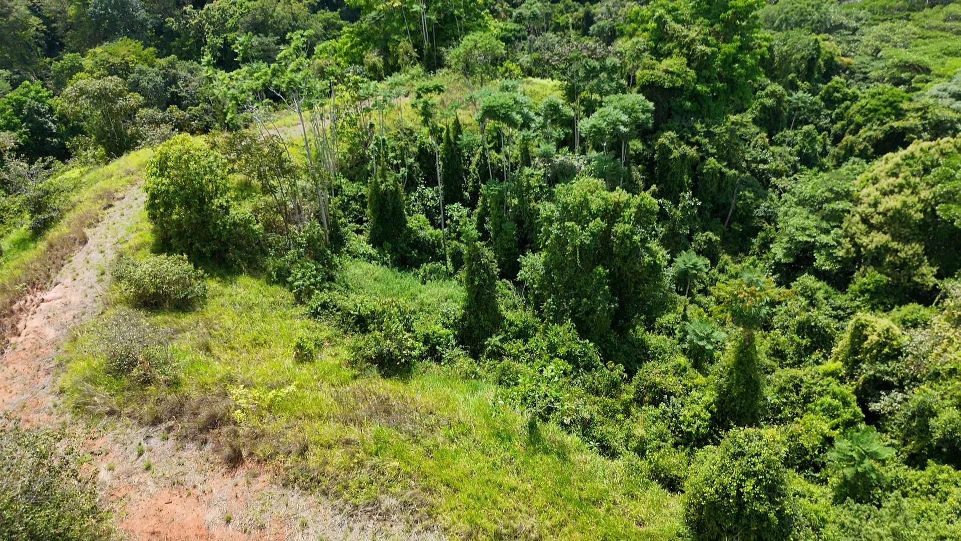 000000 Elevate Your Dreams – 3.70 Acres of Paradise — photo 3