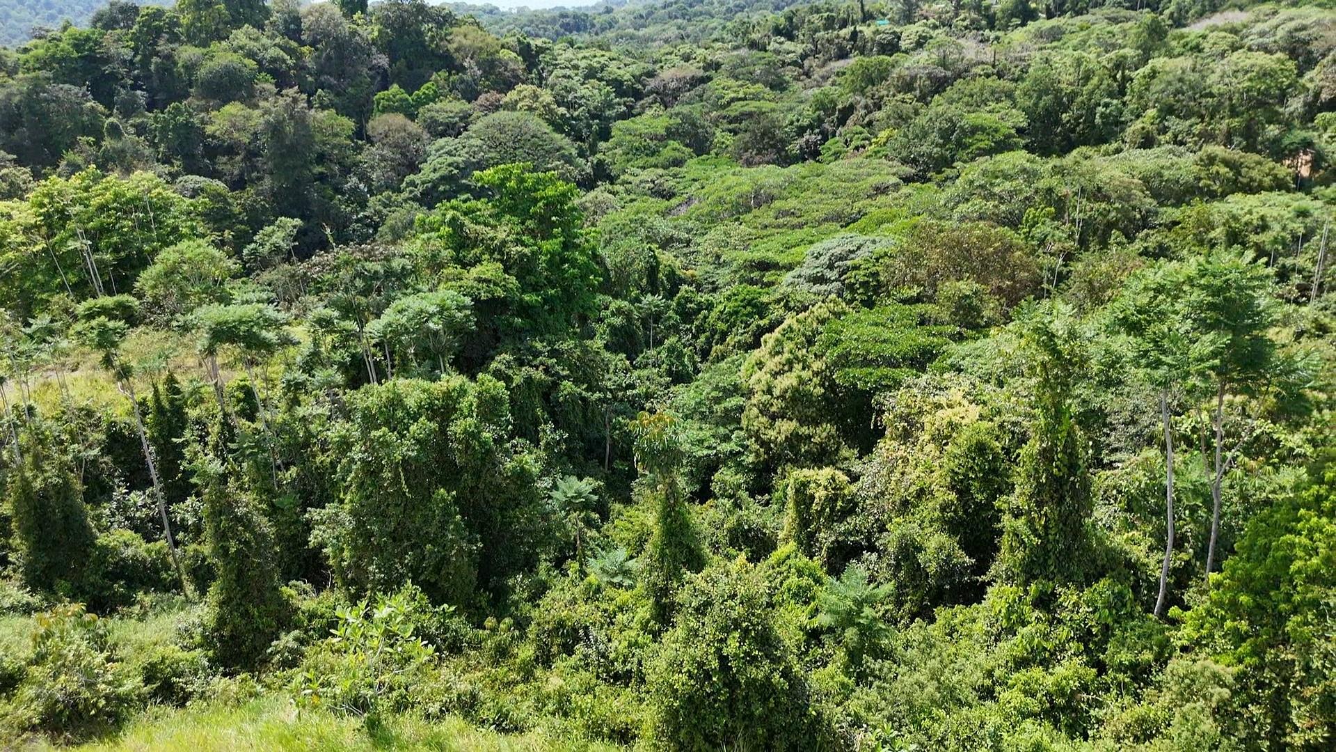 000000 Elevate Your Dreams – 3.70 Acres of Paradise — photo 5