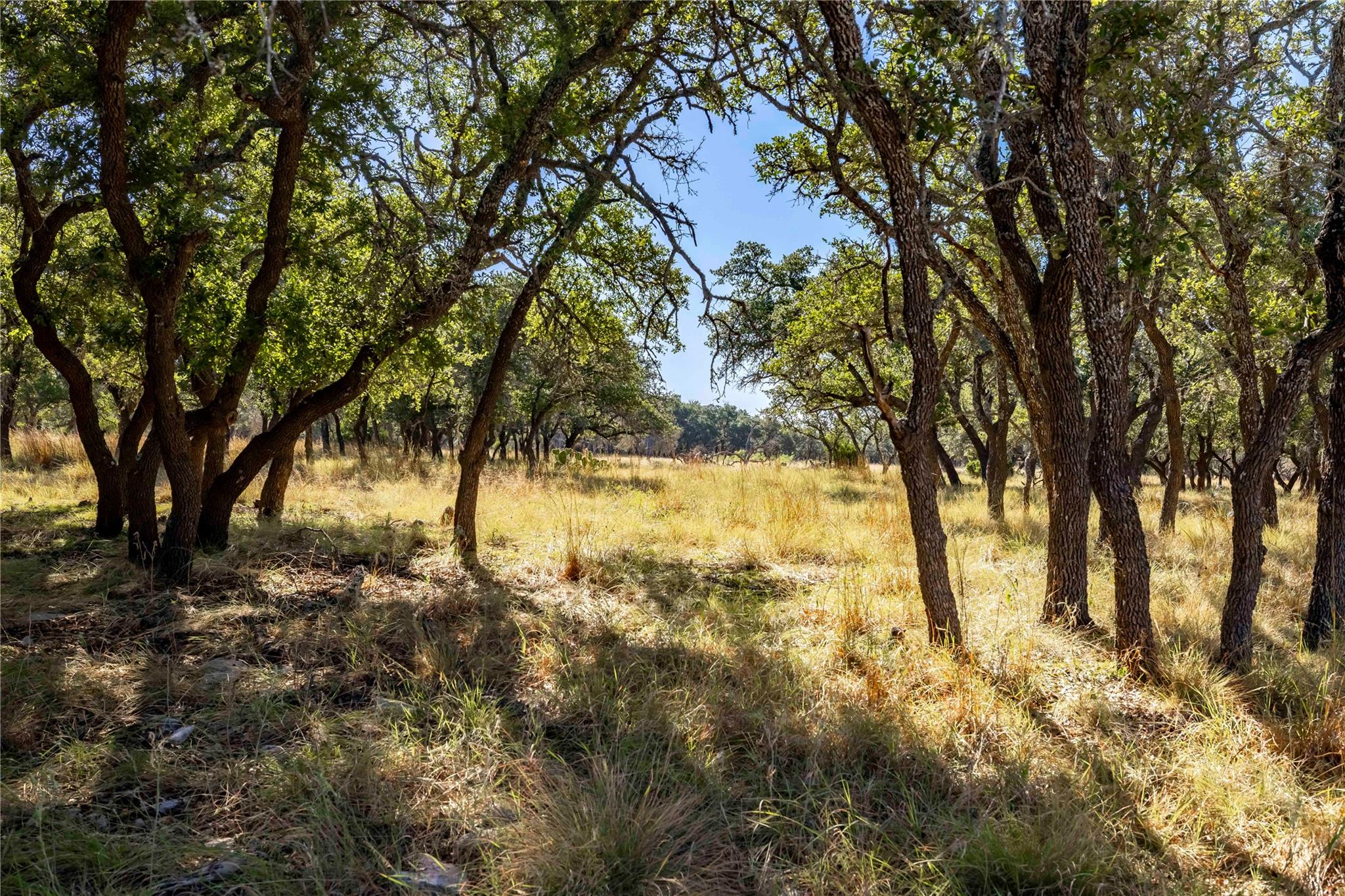 TBD Legacy Oaks DR — photo 3