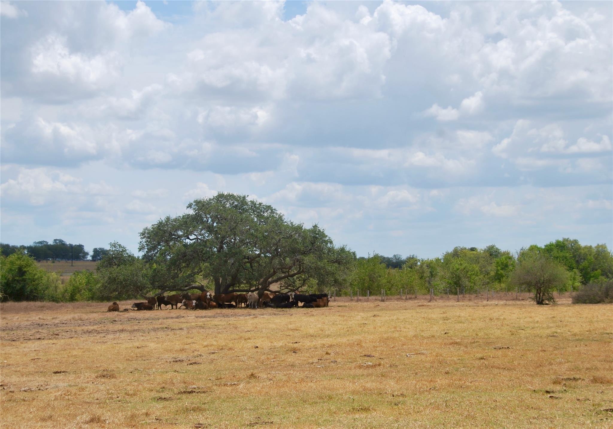 Tract 3 County Road 366 — photo 3